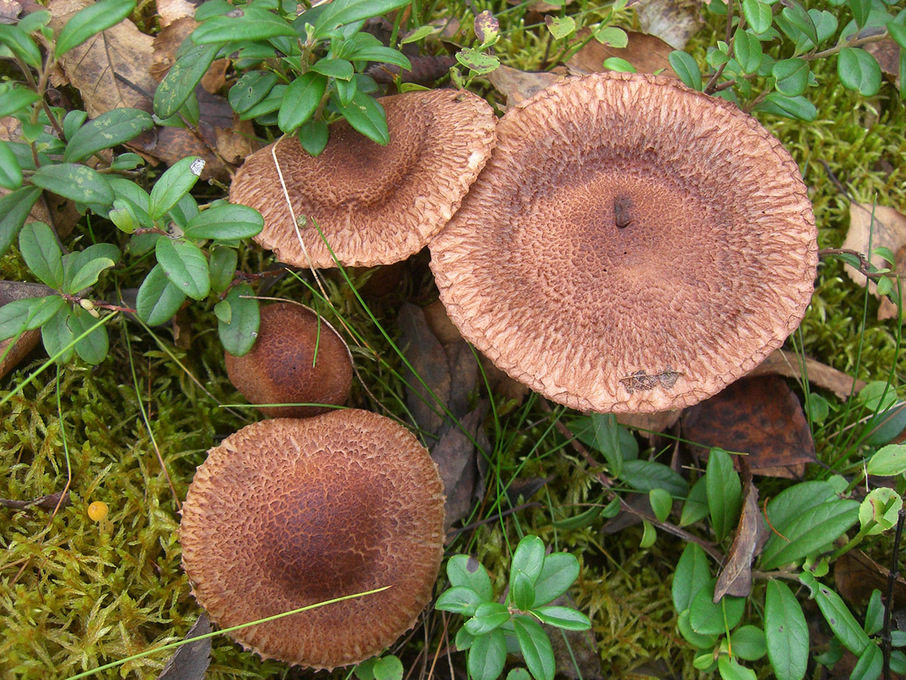 Reihen