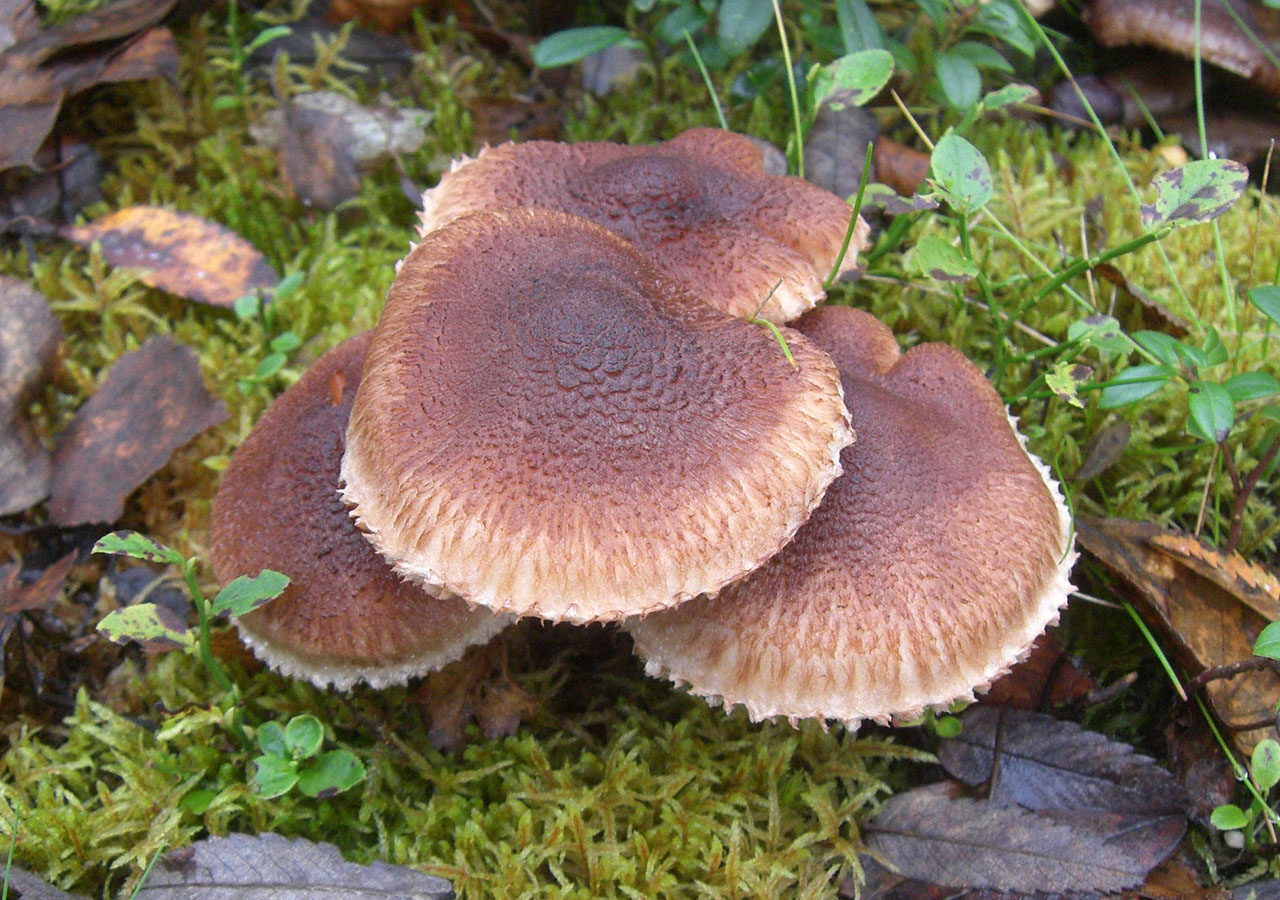 Kuh-Eberesche