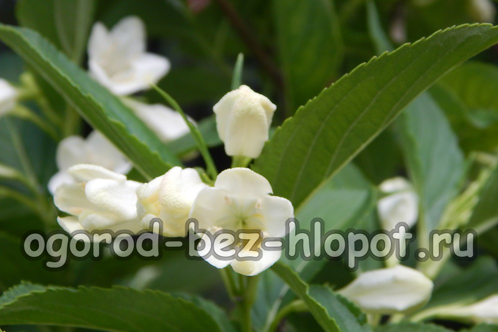 Variétés de Weigela, description