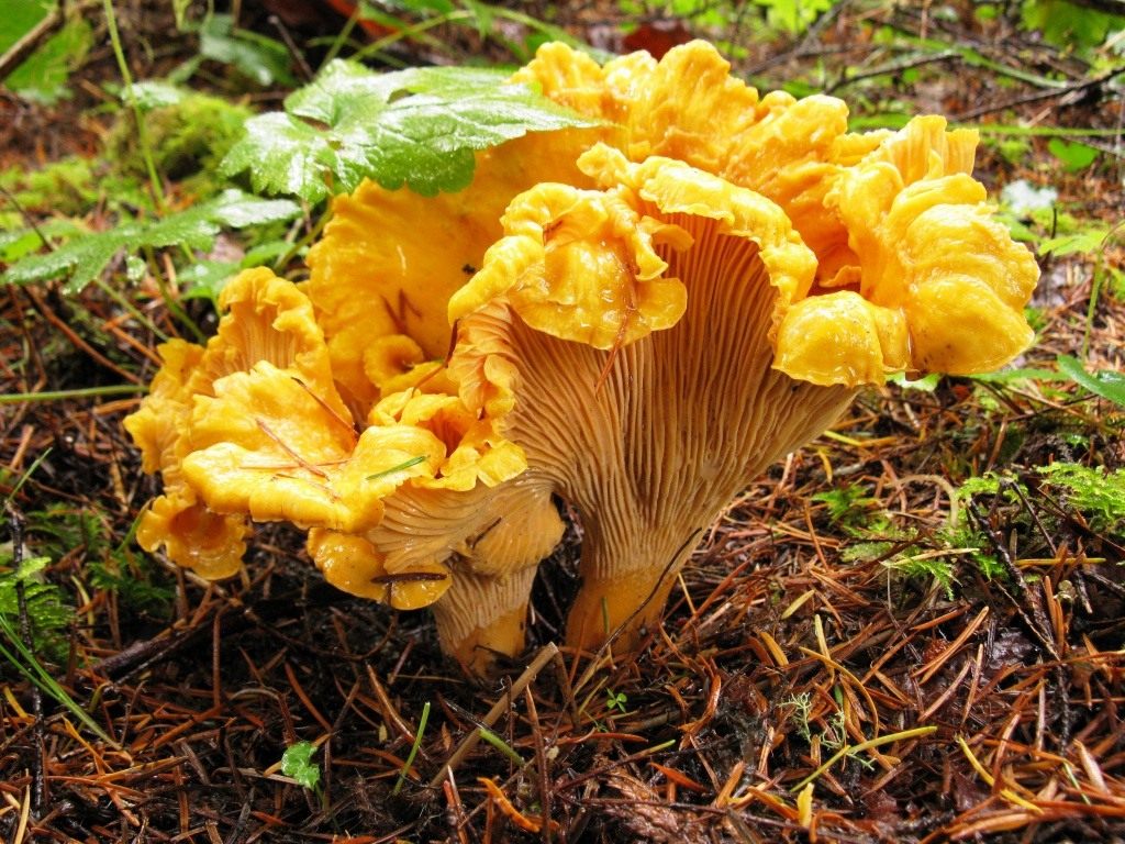 Chanterelles