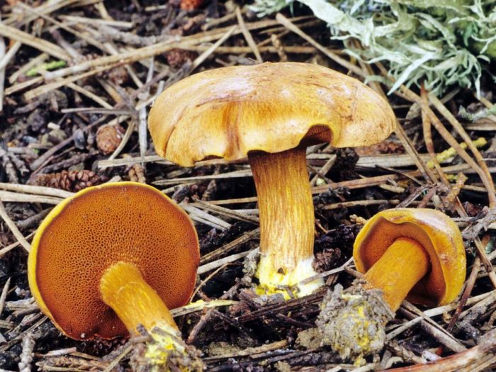 Pepper mushroom