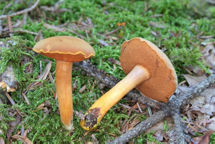 Pfefferpilz