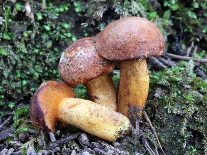 Pepper mushroom