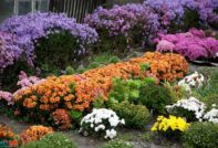 Flores para el invierno