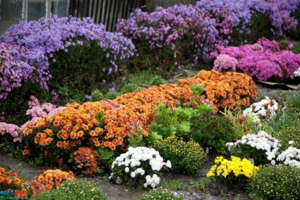 Blumen für den Winter
