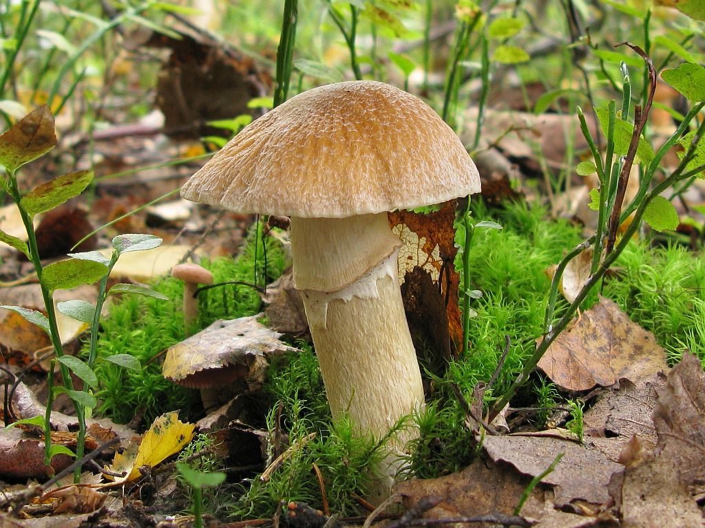 Champignon à chapeau annulaire