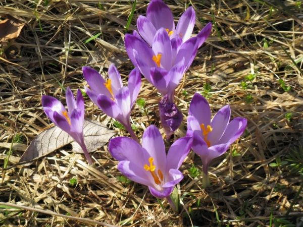 Crocus heuffelii