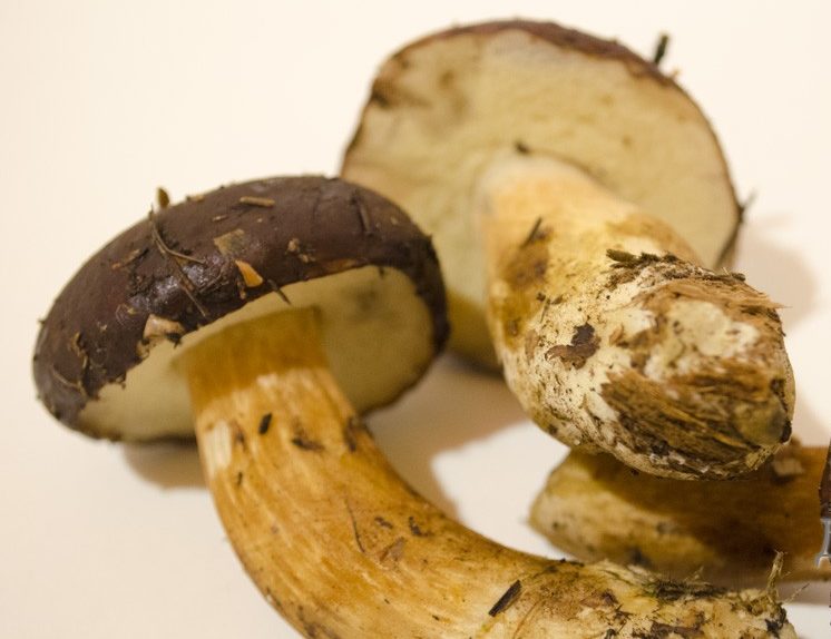 Conservazione dei funghi polacchi