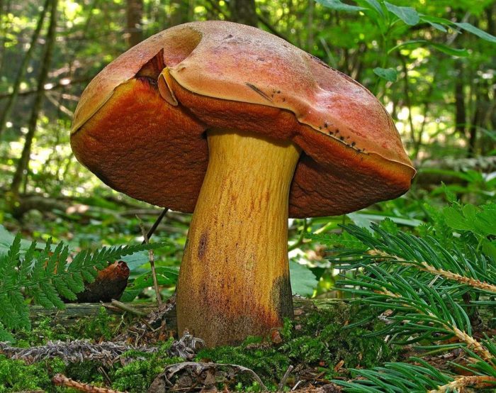 Dubovik