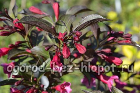 variété weigela Foliis Purpureis