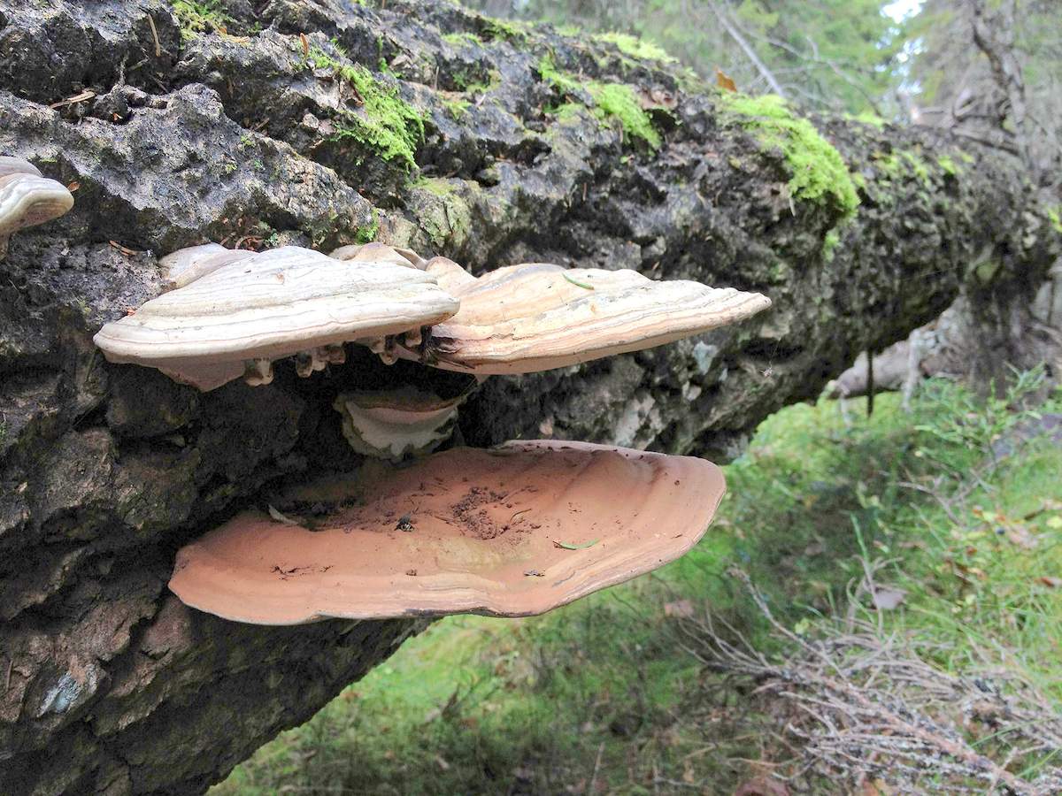 champignon amadou