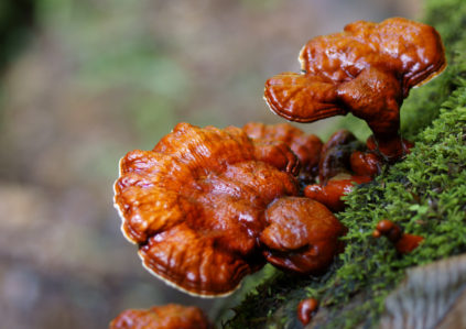champignon Reishi