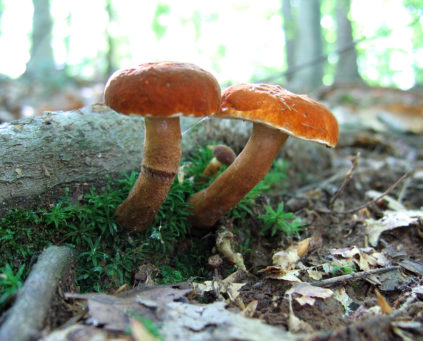 Falscher Steinpilz