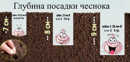 Дълбочина на засаждане на чесън