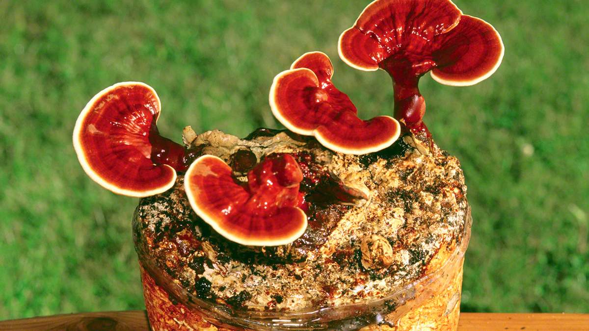 champignon Reishi