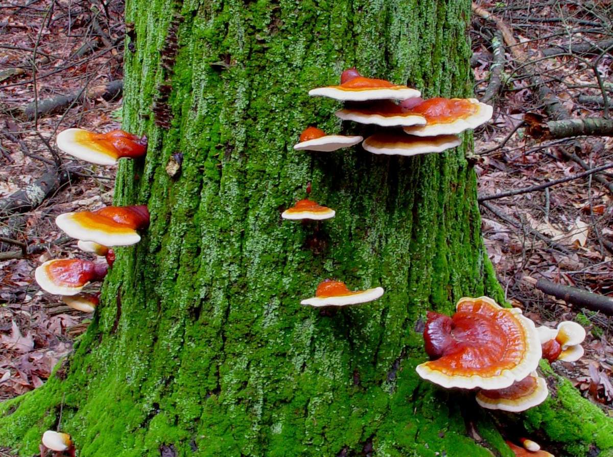 champignon Reishi