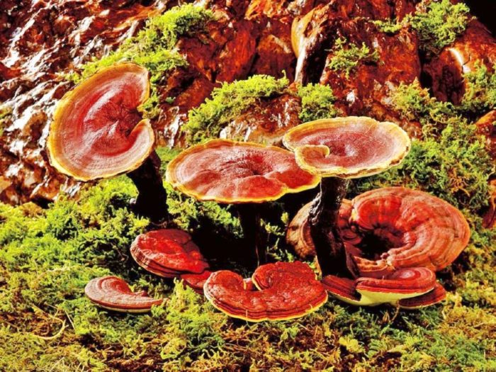 champignon Reishi