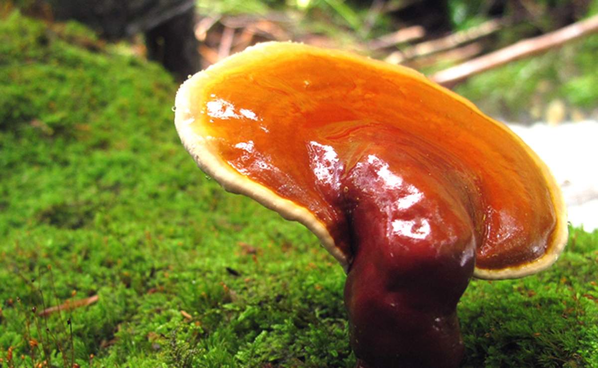 champignon Reishi