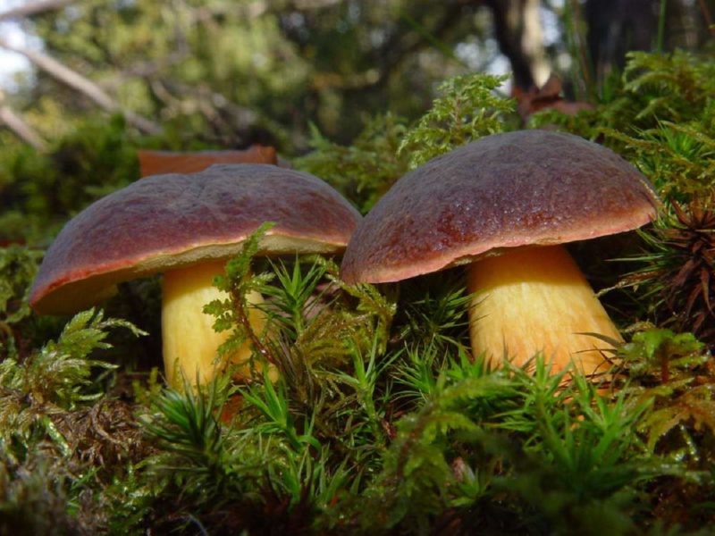 Steinpilz