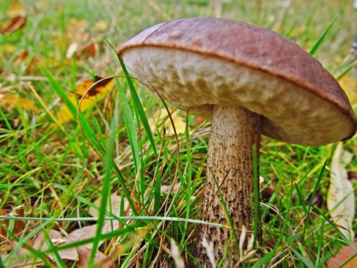 Birch boletus