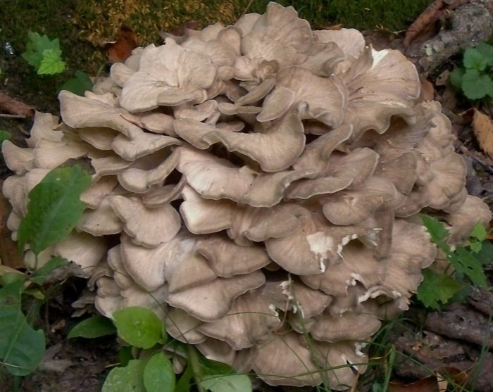Ram-Pilz