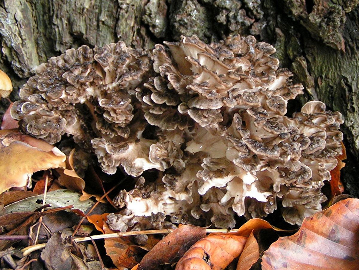 champignon amadouvier à feuilles
