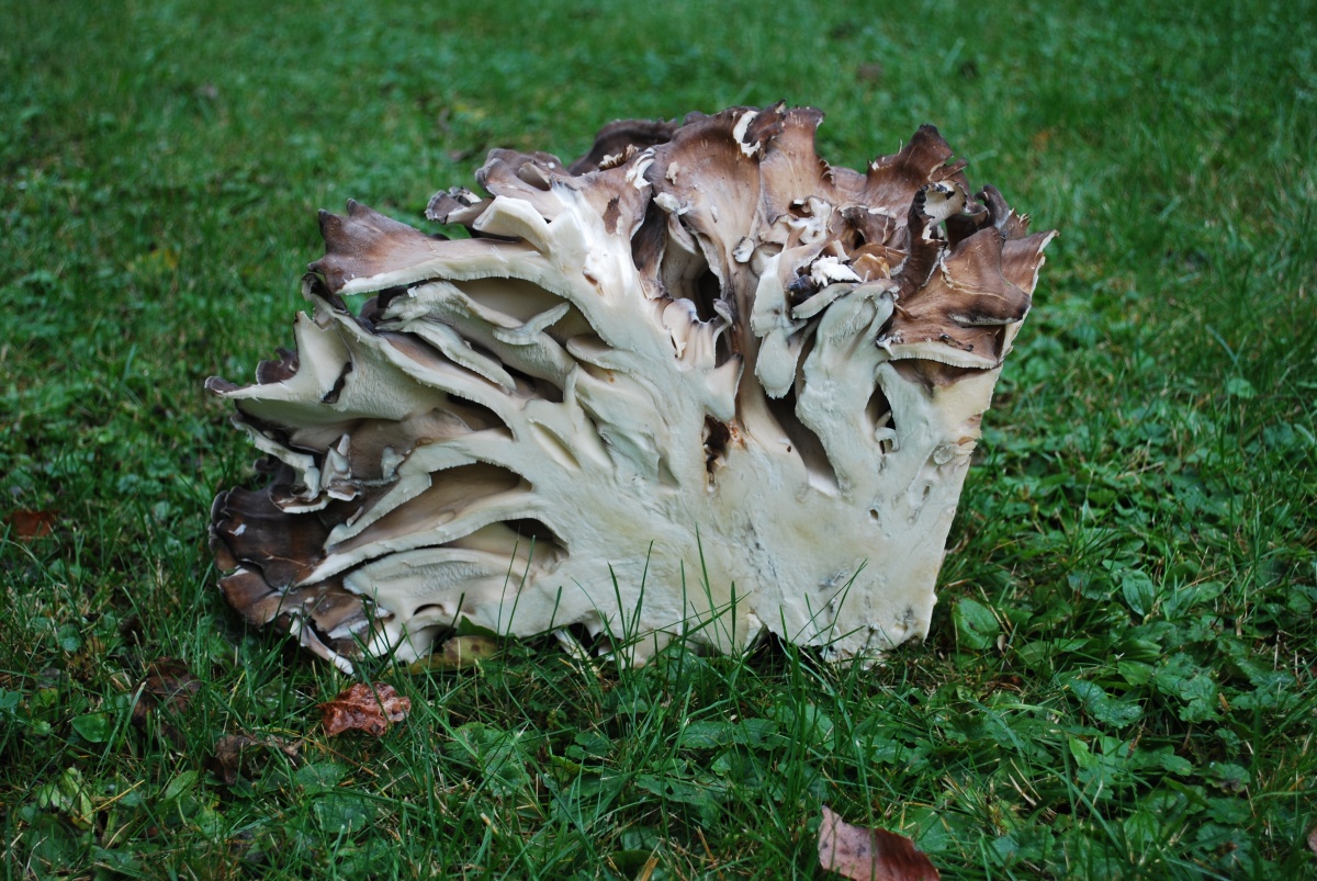 Pilz im Querschnitt