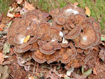 Ram-Pilz