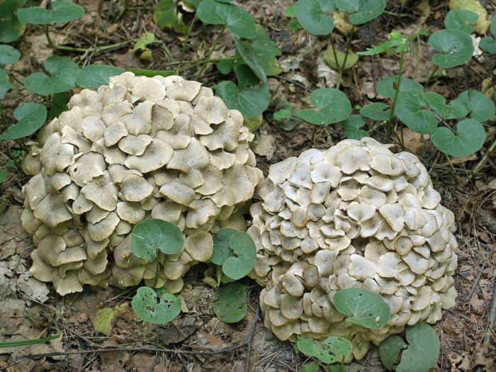 Grifola umbellata