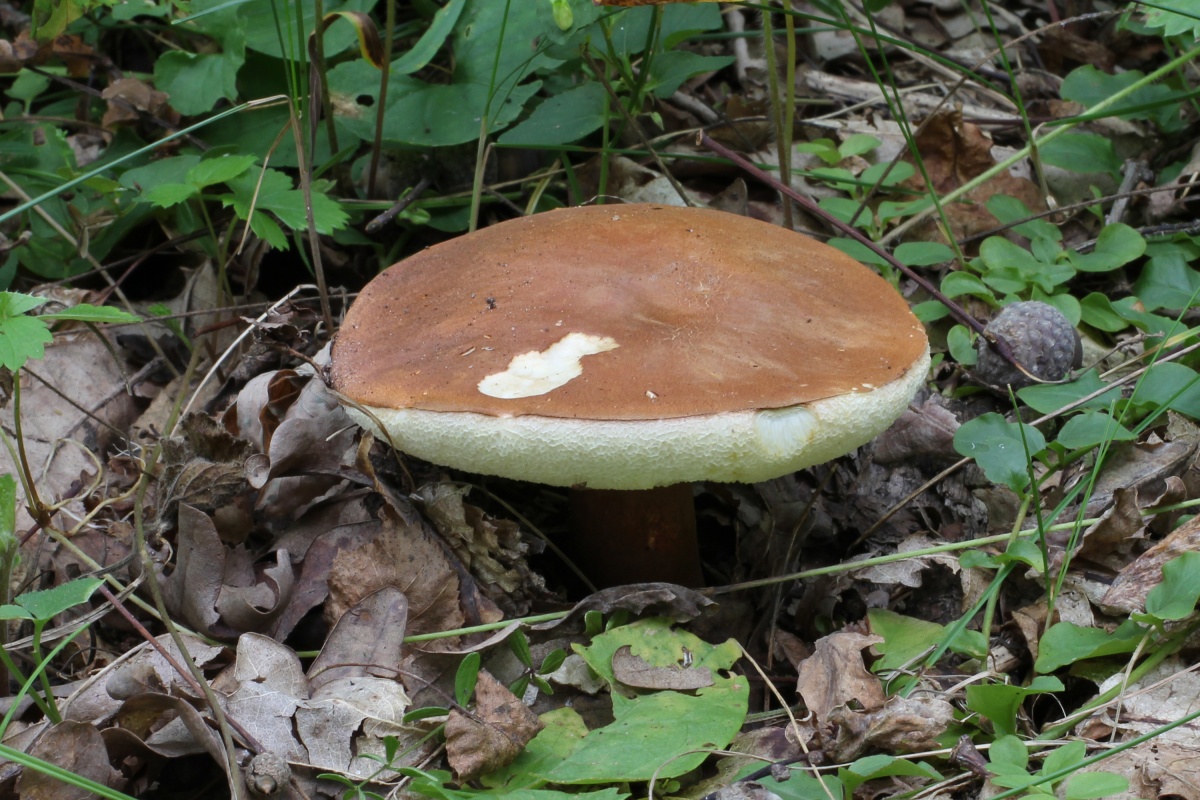 Gyroporus kastanie