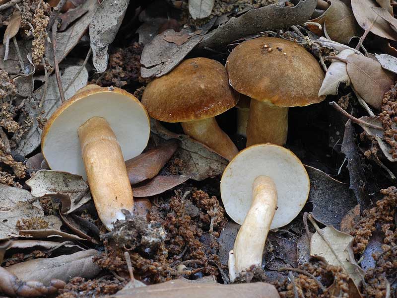 Gyroporus kastanie