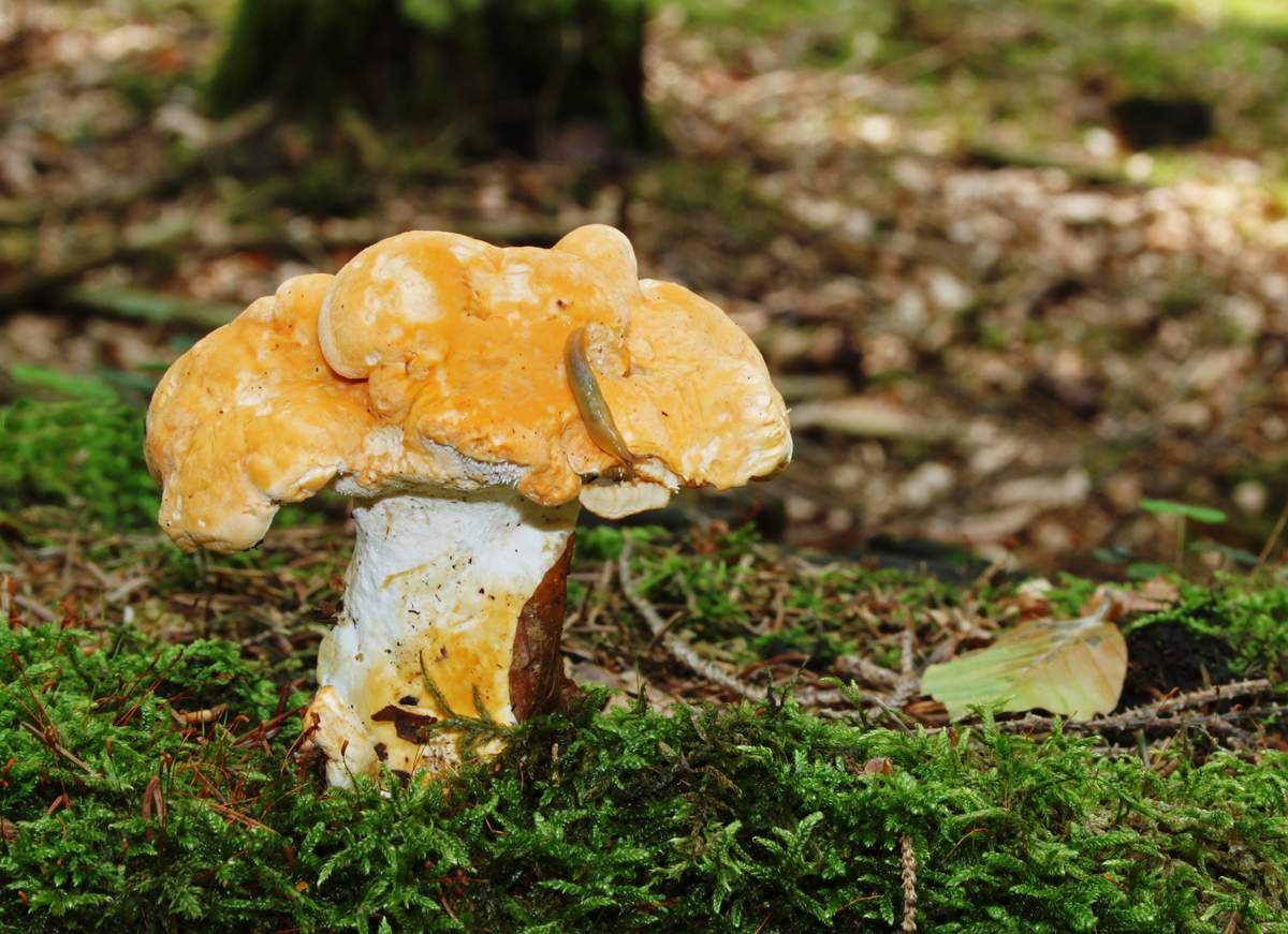 champignon hérisson jaune