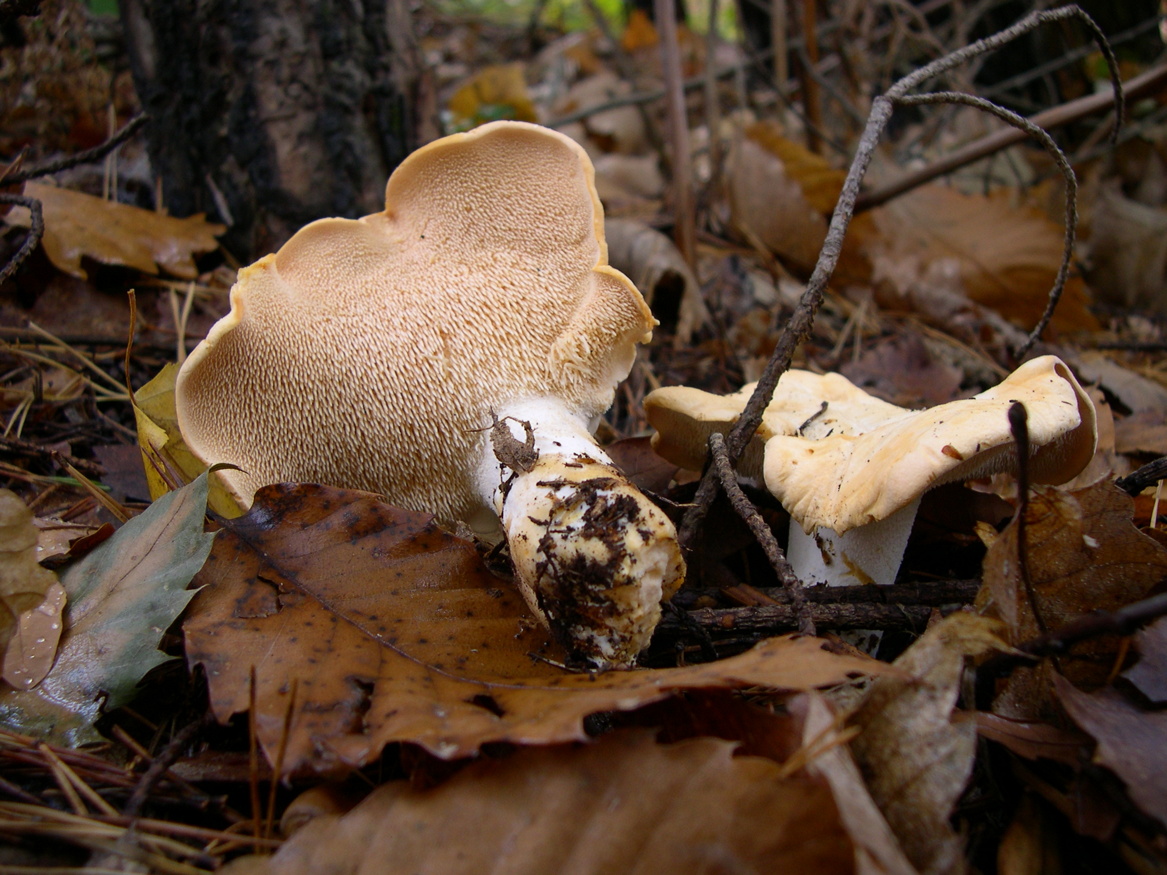 champignon hérisson jaune