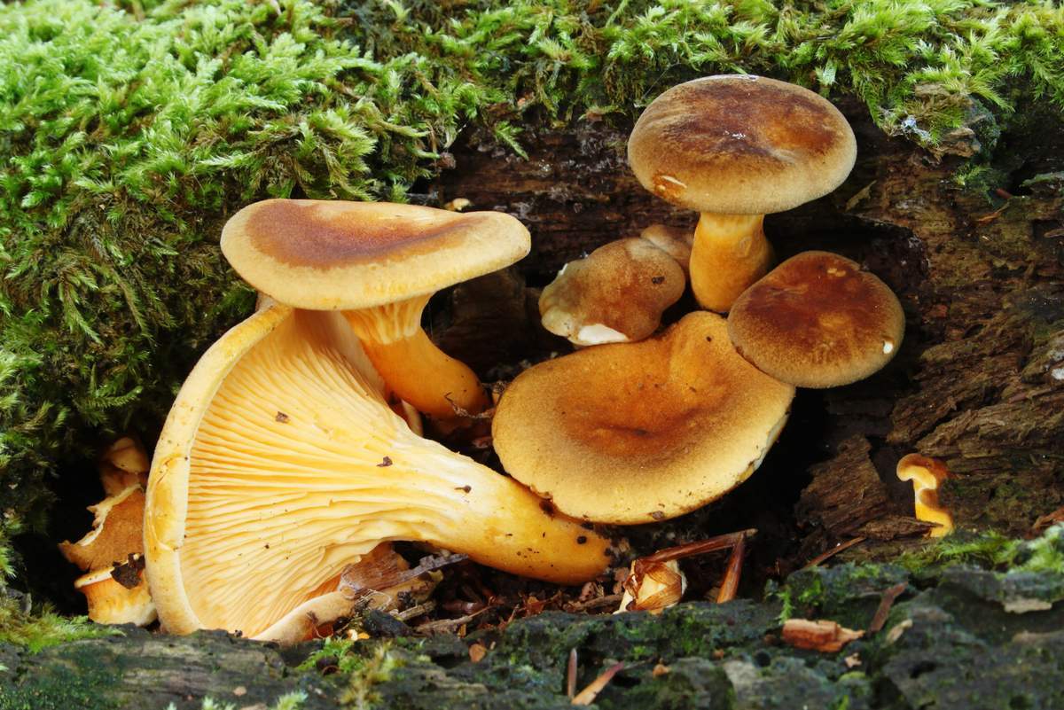 fausses chanterelles