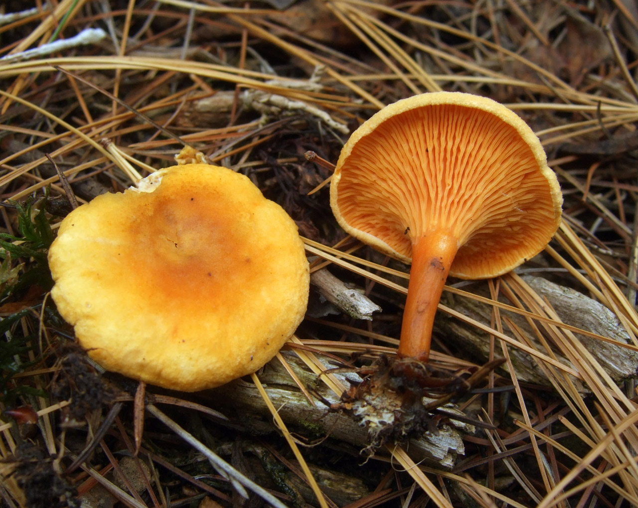Chanterelles
