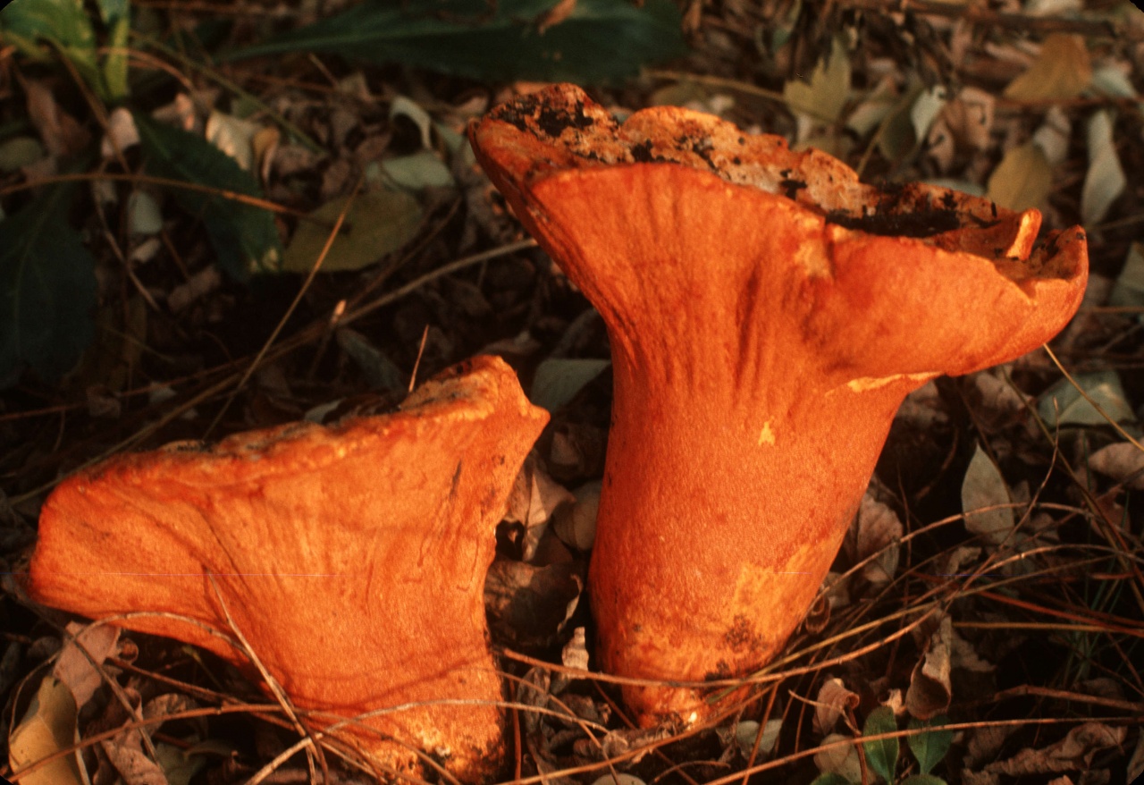 Hypomyces lactifère