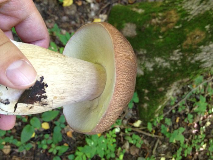 Boletus