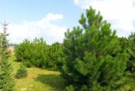 Planter un pin sur une parcelle