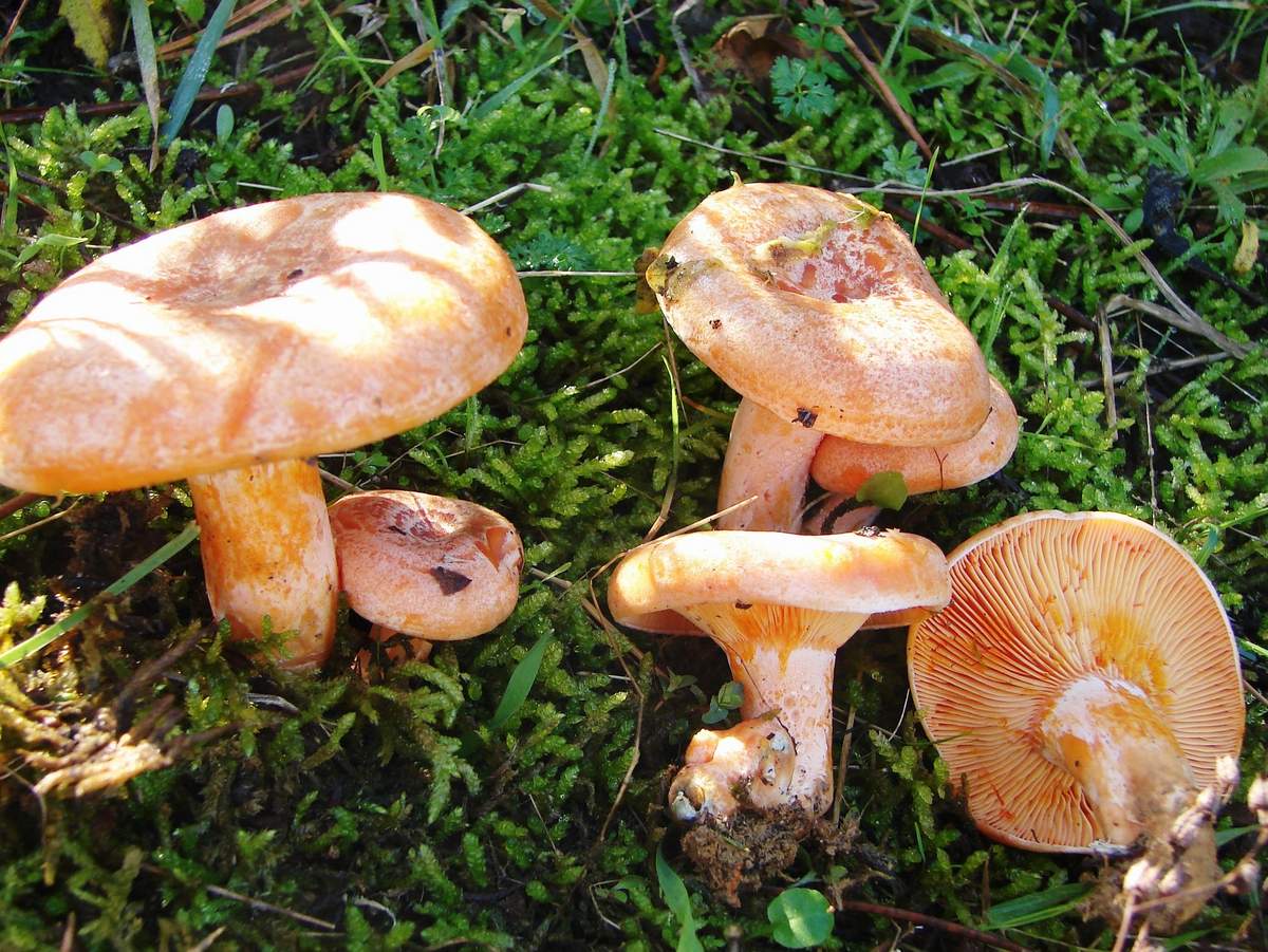 véritable lactaire au safran