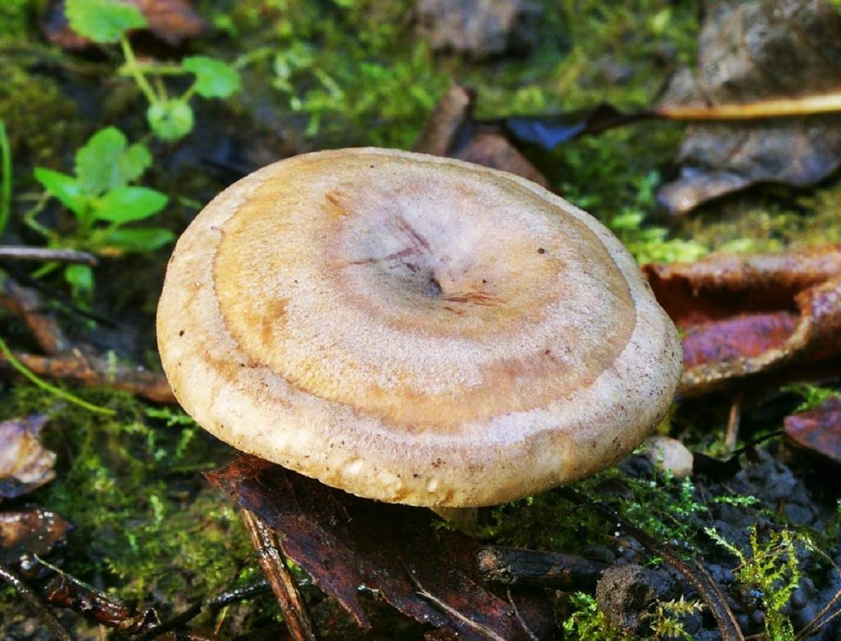 Lactarius stechender Milchling