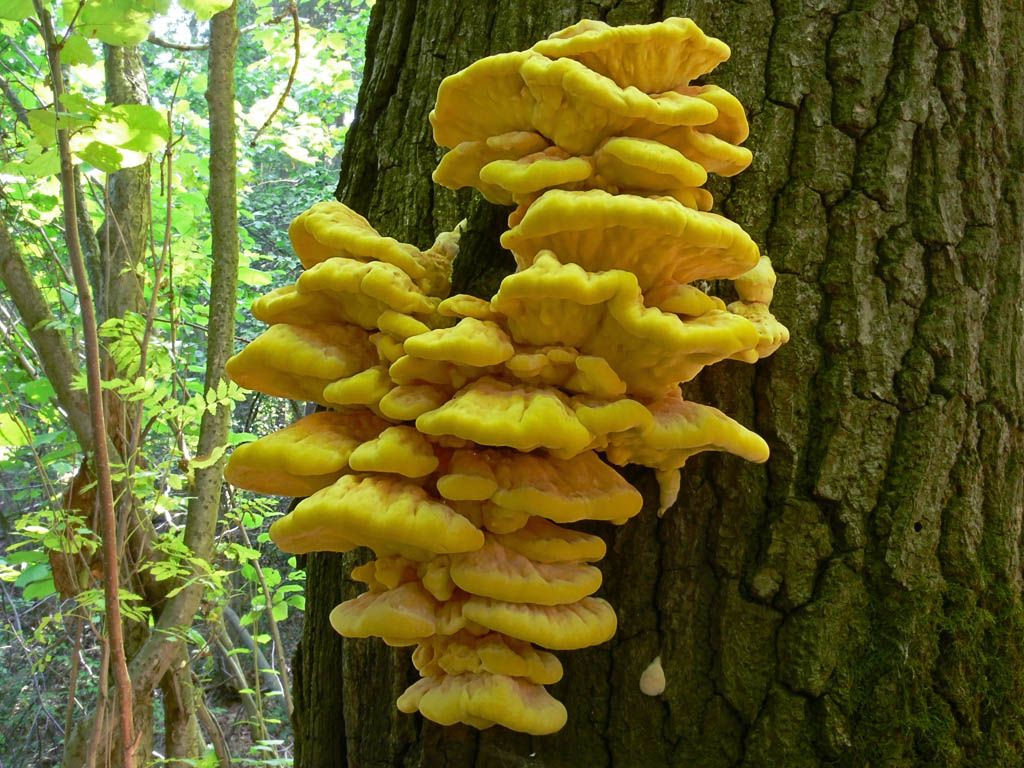 champignon d'amadou jaune soufre