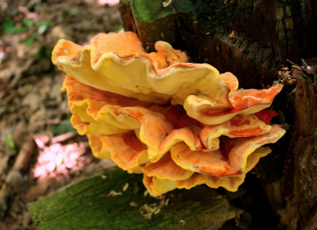 champignon d'amadou jaune soufre