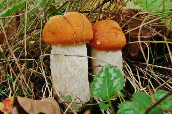 bolet de bouleau