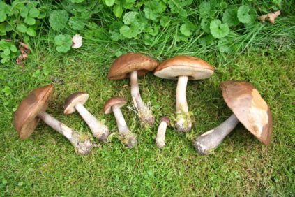 Funghi porcini