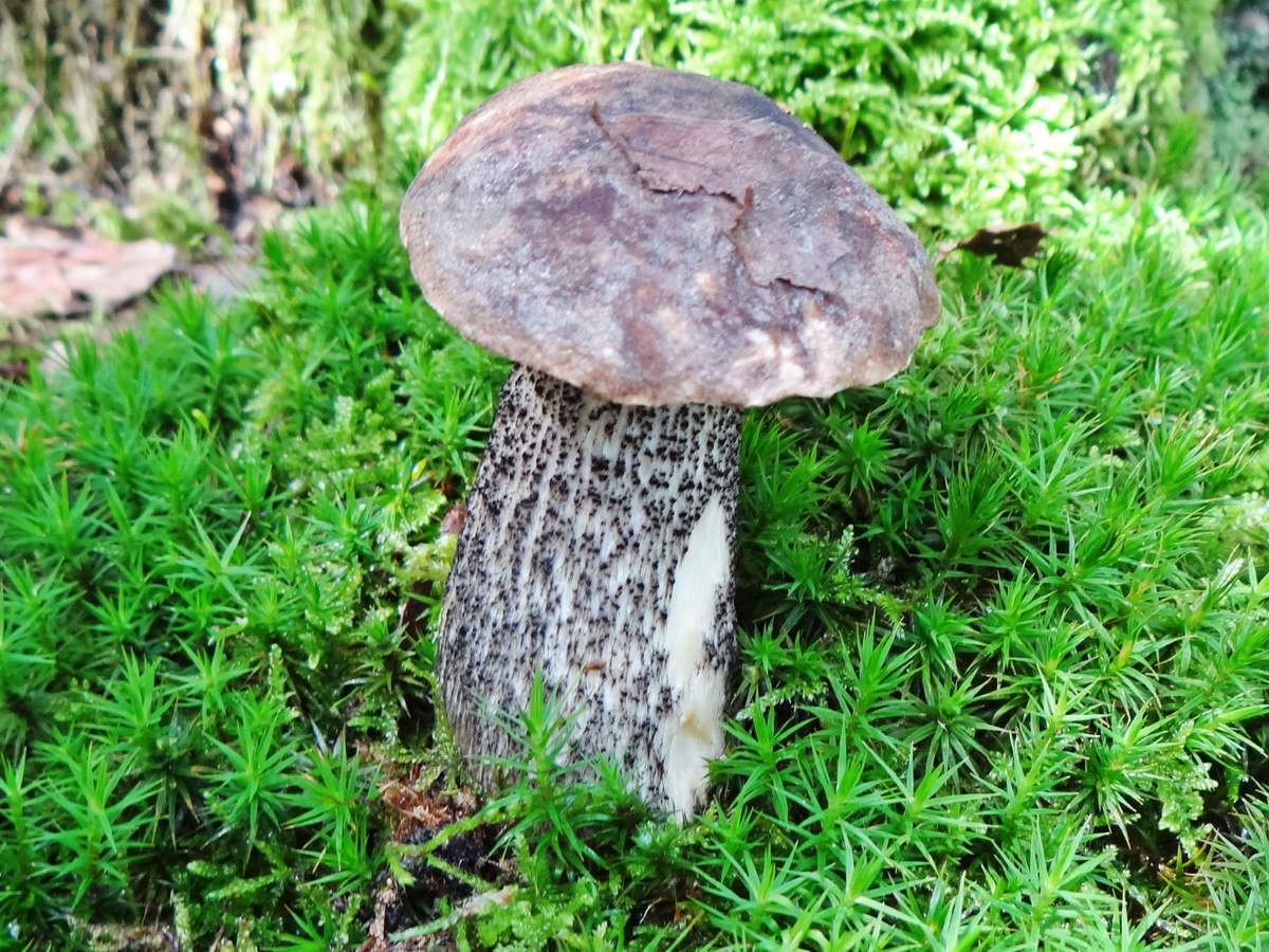 Funghi porcini