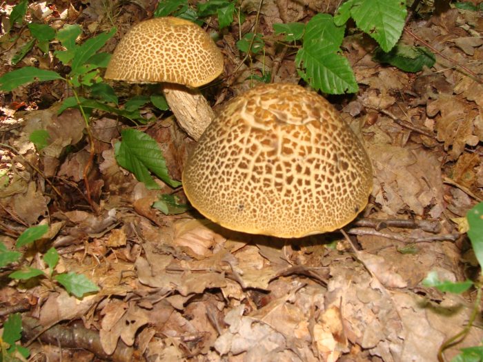 Funghi porcini