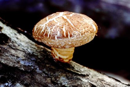 Shiitake