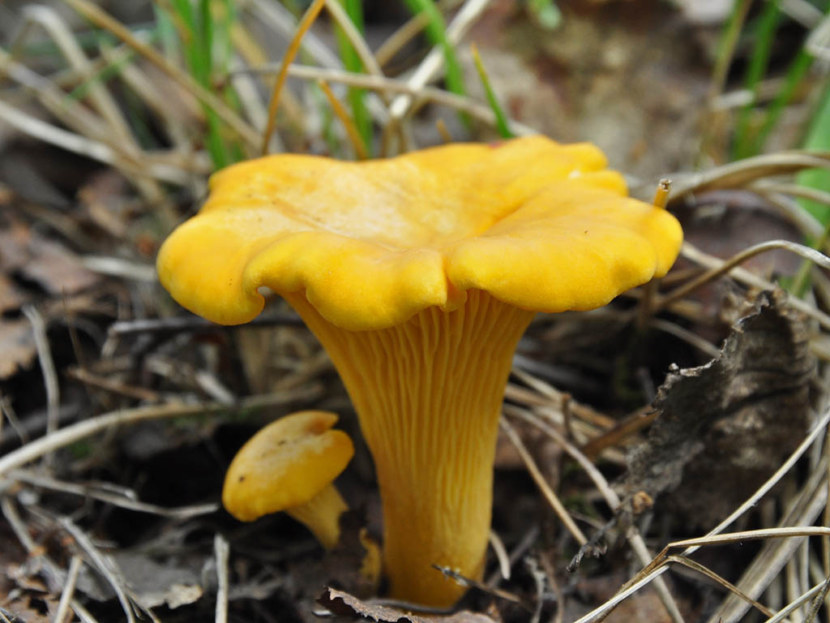 Pfifferlinge