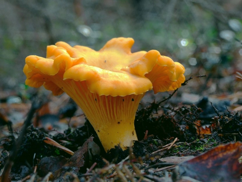 Pfifferlinge