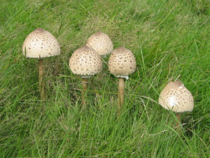 Coulemelle